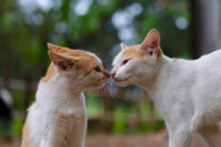 人間以外の動物は 同じ種同士で会話をしているのでしょうか 例えば犬や猫や鳥な Yahoo 知恵袋