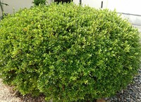 ローズマリーの剪定詳しく教えてください １ヶ月前に高さ30センチ 枝8本 Yahoo 知恵袋