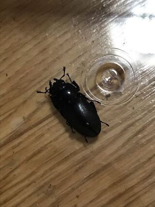 これはコクワガタのメスですか 今日野生で捕まえてきました サイズはmm Yahoo 知恵袋