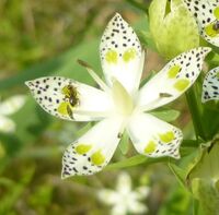 ここ花の名前を教えてください 北八ヶ岳山麓に咲いていた白い5弁の Yahoo 知恵袋