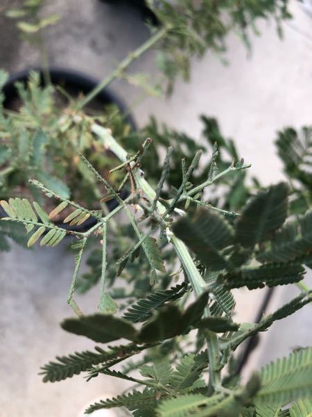 鉢植えのミモザの木ですが虫がついたのか日に日に葉が茶色くなっています 虫を Yahoo 知恵袋