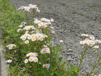 この草花の読みですがハルジョオンですか それともハルジオンですか Yahoo 知恵袋