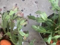 シャコバサボテンの蕾が成長しません 何が原因でしょうか 肥料不足 日当たりの悪 Yahoo 知恵袋