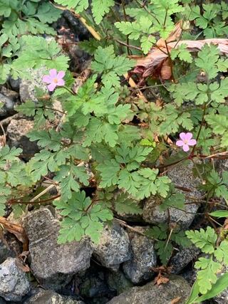 この可愛いピンク色の花の名前を教えてください ヒメフウロかな Yahoo 知恵袋