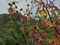 庭の栗の木の葉が急に枯れて落ち始めました 植えてから８年がたち 今年は実が Yahoo 知恵袋