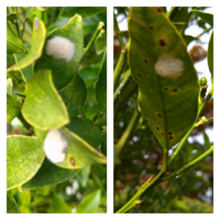 金柑の木に虫の卵と思われるものが付着してました 左は白くてふわふわも Yahoo 知恵袋