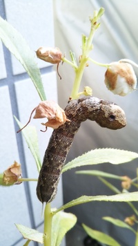 この幼虫はなんですか 子供のホウセンカについていました 検索する Yahoo 知恵袋