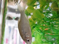 今日 ドジョウとの同居を考え画像の淡水魚を買ってきたのですが数種 Yahoo 知恵袋