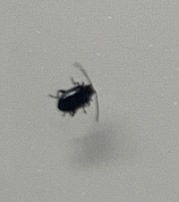 5ﾐﾘ １センチの黒い虫で 触覚が目立つ虫が部屋にいました もし Yahoo 知恵袋