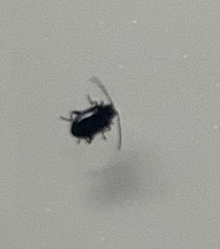 今朝 冷蔵庫の扉に4mm 5mmほどの触覚の長い黒い虫がいました Yahoo 知恵袋