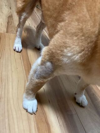 最近 柴犬の前足と後ろ足の毛が一部ハゲている部分があります 何か Yahoo 知恵袋