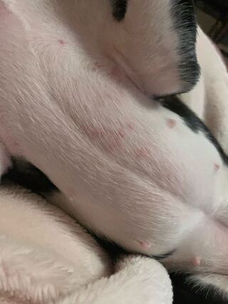 犬の胸に赤い斑点ができました わかる方教えて頂けますか リード Yahoo 知恵袋
