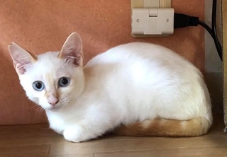 この子は白猫ですか それとも茶トラの白茶猫ですか あと白猫で青い Yahoo 知恵袋