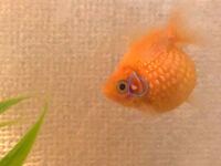 金魚ピンポンパール 左眼の横 えらのあたりに 白いニュルッと Yahoo 知恵袋