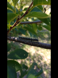 桜の木の毛虫が大量発生して本当にしんどいです いつまでいるの Yahoo 知恵袋