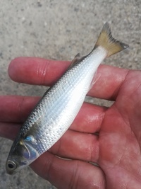 川でハゼ狙いの釣りをしてたら写真の魚が釣れました これはなんてい Yahoo 知恵袋