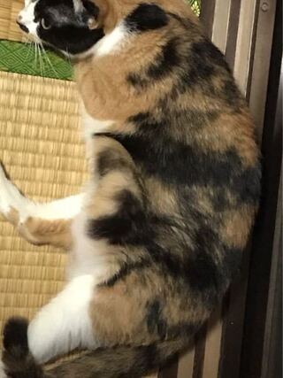 こちらの飼い猫は1か月前に妊娠しました 仔猫達は一昨日違う家庭へ引き Yahoo 知恵袋