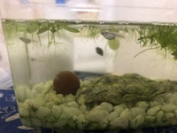 メダカの卵の孵化に挑戦したいのですが 毎日水換えする時に 卵の時はカルキ Yahoo 知恵袋