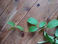 写真のつる性植物の名前を教えてください 雑草地に生えています どうぞよろし Yahoo 知恵袋