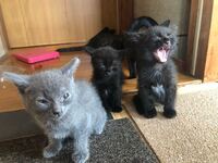 生後1ヶ月半の子猫について 明らかに真ん中の子 小さいですよね 触っ Yahoo 知恵袋