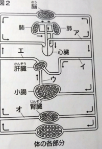 理科の問題です 下の図は 人の血液の循環を模式的に表したものです 矢 Yahoo 知恵袋