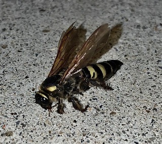 蜂の種類は何 家の壁近くに蜂が死んでいたので今後のために蜂の種類 Yahoo 知恵袋
