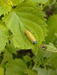 青紫蘇についている画像の虫は何でしょうか 農薬を使わずに除去できますか 宜 Yahoo 知恵袋