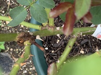 バラの鉢増しは どのようなタイミングでするんですか 鉢底から根が出 Yahoo 知恵袋