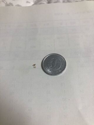 羽の生えた羽蟻のようなかなり小さい虫なのですが 畳の部屋に大量に発生しまし Yahoo 知恵袋