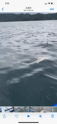 サメの種類教えてください 先日和歌山日高町近郊で釣りをしていたの Yahoo 知恵袋