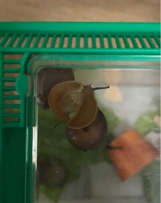 飼っているカタツムリについてです これって交尾ですか カタ Yahoo 知恵袋