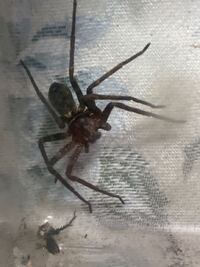 これはコアシダカグモでしょうか コアシダカグモであってると Yahoo 知恵袋