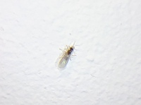 家の中に小虫が発生 8月終わり位から家の中に小さな虫 2 3ミリ Yahoo 知恵袋