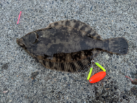 このカレイの種類を教えて下さい 北海道で釣れました 尾鰭の端 Yahoo 知恵袋