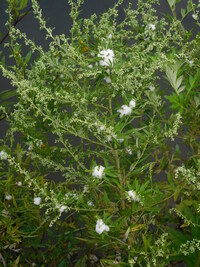 寄生虫の嫌う成分野生の亀を 酢を注いだ器の中に入れると 寄生虫が分離さ Yahoo 知恵袋