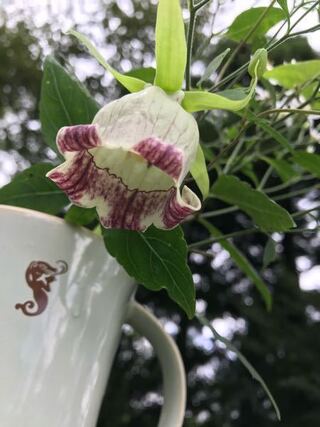 蔓性の植物で釣鐘型の花です 名前をお知らせください Yahoo 知恵袋