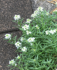 白い花の名前を教えて頂けませんか 花の下に写っているトゲトゲ葉 Yahoo 知恵袋