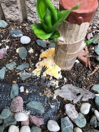 これはナメクジの卵でしょうか 今日 鉢植えのブルーベリーに肥料を与える Yahoo 知恵袋