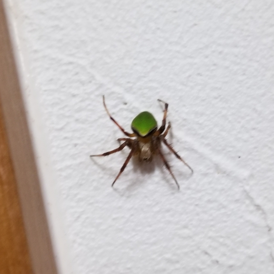 昆虫 解決済みの質問 Yahoo 知恵袋