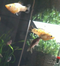 教えてください このコリドラスがとっている行動はなんなんでしょうか Yahoo 知恵袋