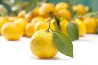 中国語 日本語 日本語で 柚子 ゆず という食べ物 が ありますが Yahoo 知恵袋