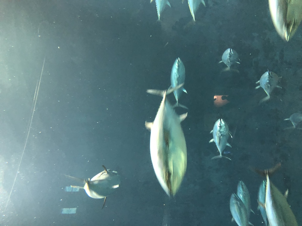 葛西臨海水族館のマグロ大量死したことありますか マグロは葛西臨海 Yahoo 知恵袋