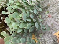 植物の名前を教えてください 写真の植物の名前を知りたいです 写真 Yahoo 知恵袋