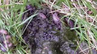 昨日メダカの水槽で増殖した水草を庭に捨てたらダンゴムシが大量発生してました Yahoo 知恵袋