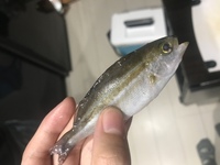 千葉県の保田港にて釣りを考えているのですが 釣り禁止エリアがよく分かりま Yahoo 知恵袋