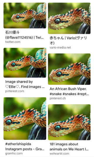 イラストの色みに工夫を 下の写真が猛毒ヘビの赤ちゃんで いろいろと目を Yahoo 知恵袋