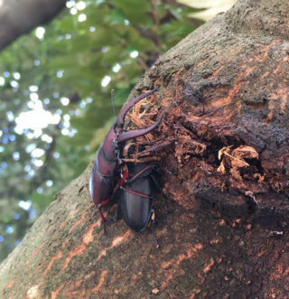 クワガタについて 先日近所の公園で見かけたのですが この時期 ノコギリ Yahoo 知恵袋