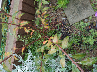 コデマリの葉の変色について 画像は庭のコデマリです去年の春に Yahoo 知恵袋