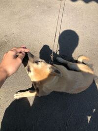 至急 今朝犬がゴキブリ用のホウサン団子を食べてしまいました すぐに病 Yahoo 知恵袋