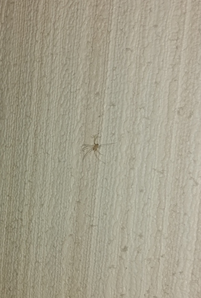 この小さい 4ミリ5ミリ クモは何のクモでしょうか コイツも益虫ってやつ Yahoo 知恵袋